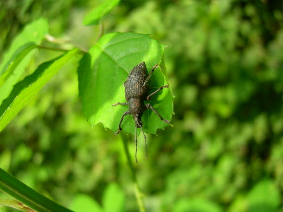 Otiorhynchus caudatus al lago Fimon